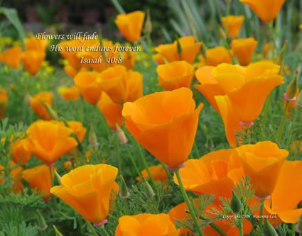 Flowers will fade .... His word endures forever. Isaiah 40:8