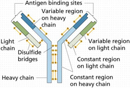 amyloidosis