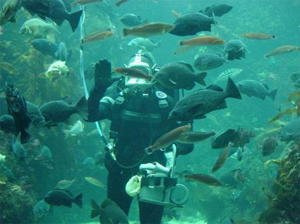 Aquarium Diver