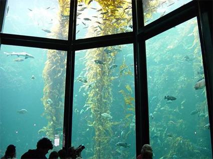 Kelp Bed