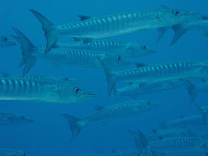 Barracuda