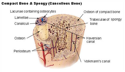 Bone Marrow