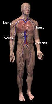 Circulatory System