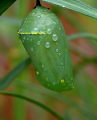 Metamorphosis