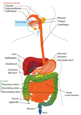 Digestive System
