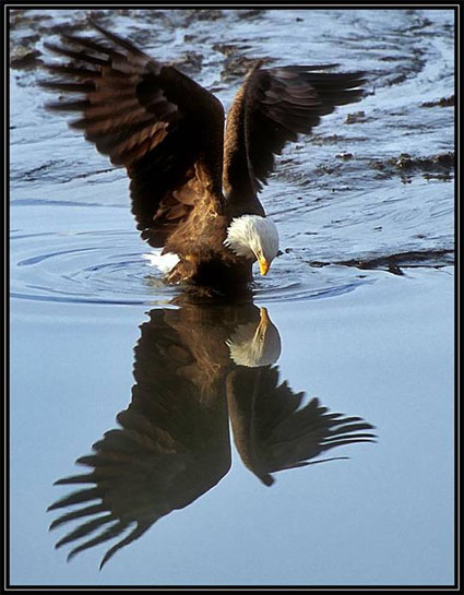 Reflection