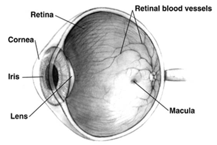 eye