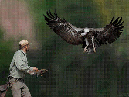 Falconry