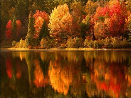 Fall Scene