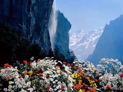Flowers and Waterfall