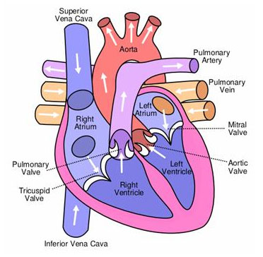 Heart