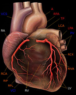 heart