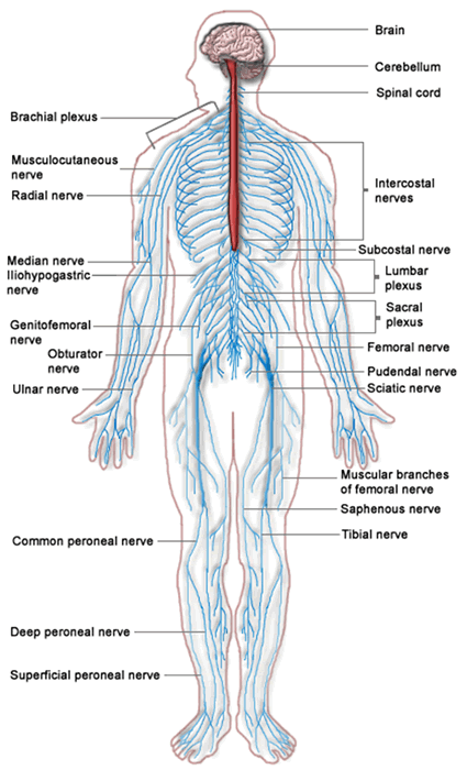 The Human Body