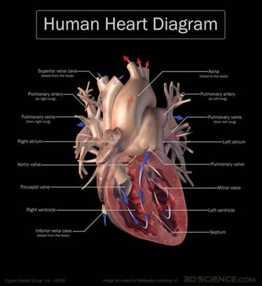 The Human Heart