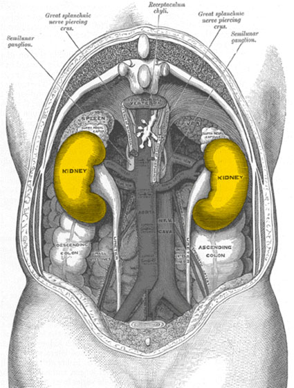 Kidneys