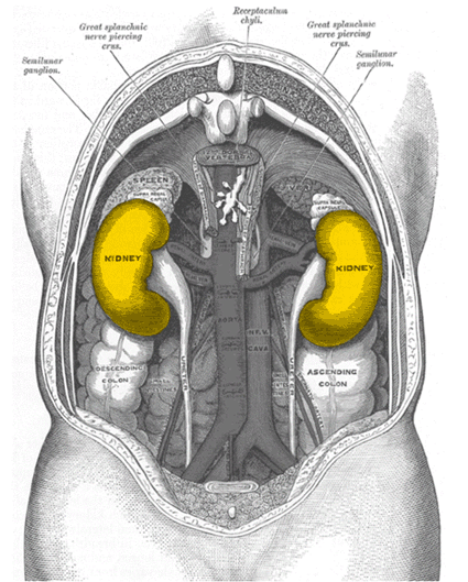 kidneys