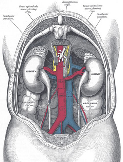 Kidneys