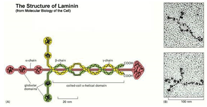 Laminin