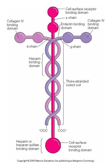 Laminin