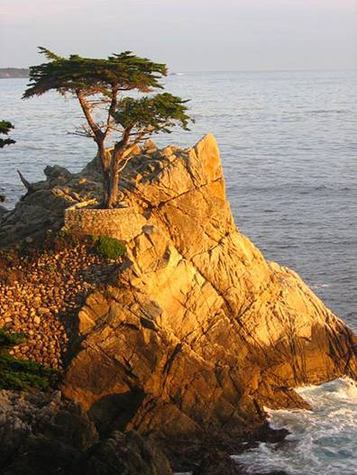 Lone Cypress on 17 Mile Drive