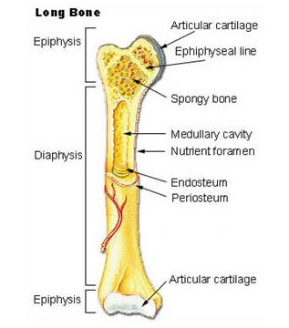 Long Bone