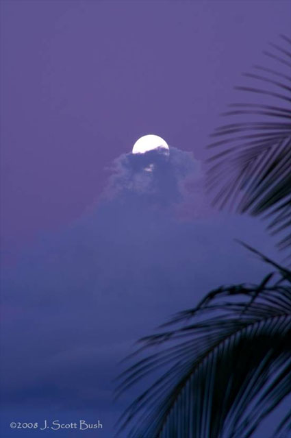 Moonlit Night