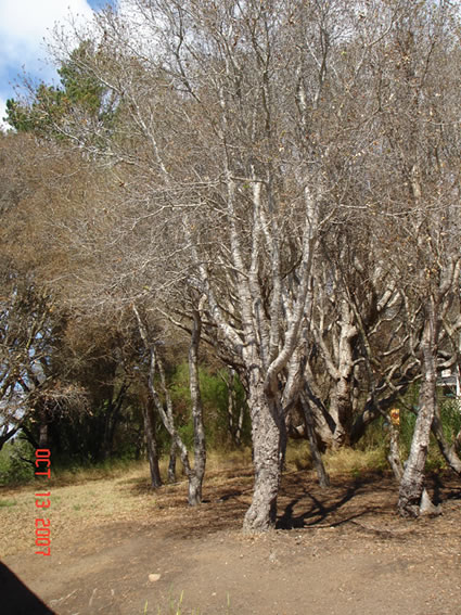 Oak Trees