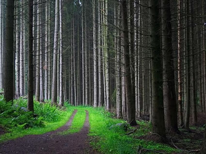 Road In Trees