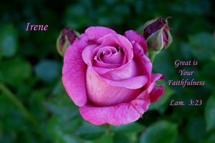 Great Is Your Faithfulness. Lamentations 3:23