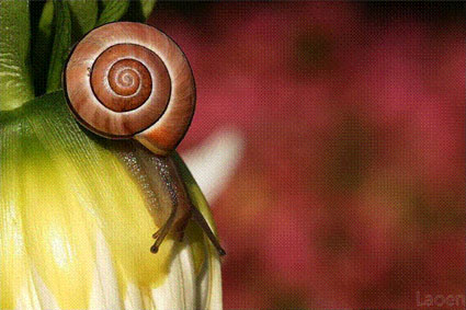 Snail