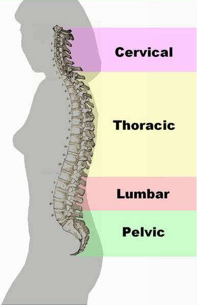 spinal column