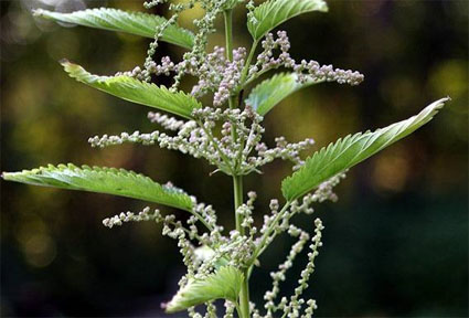 Stinging Nettle