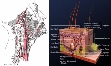 throat and skin
