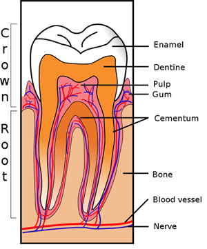 tooth